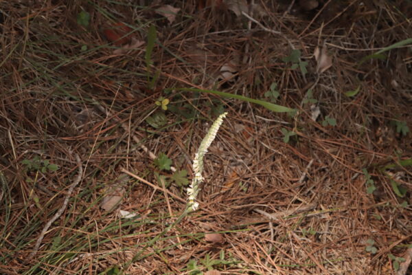 Exemplar de Spiranthes spiralis fotografiat al campus de la Universitat Autònoma de Barcelona.