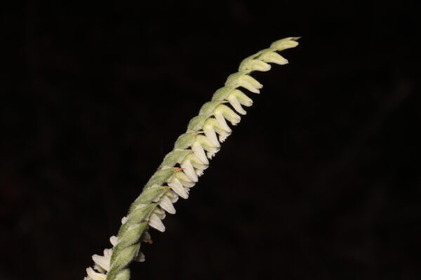 Detall de les petites flors blanques de Spiranthes spiralis al campus de la UAB.