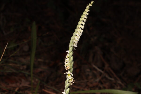 Detall de la inflorescència característica de Spiranthes spiralis, amb les flors disposades helicoïdalment.