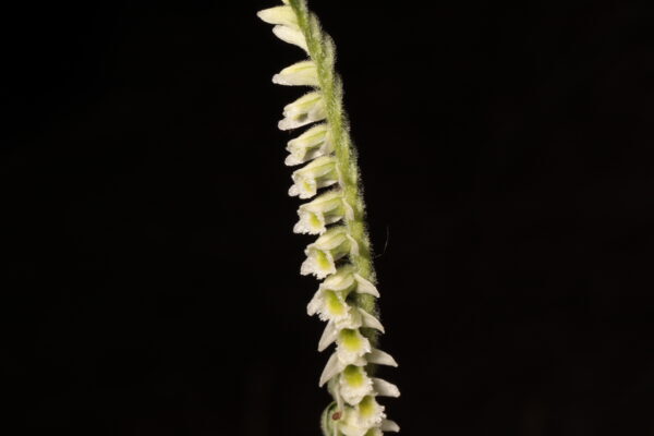Detall de l’espiga floral de Spiranthes spiralis, una orquídia present al campus de la UAB.