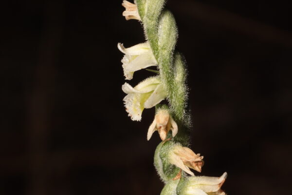 Detall floral de Spiranthes spiralis
