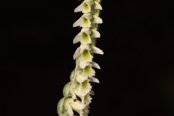 Exemplar de Spiranthes spiralis creixent en una zona herbàcia del campus de la UAB.