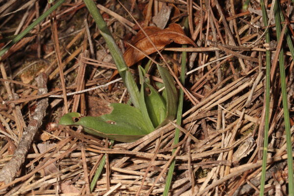Roseta basal de Spiranthes spiralis