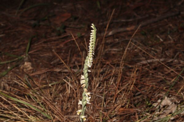 Spiranthes spiralis al campus de la Universitat Autònoma de Barcelona