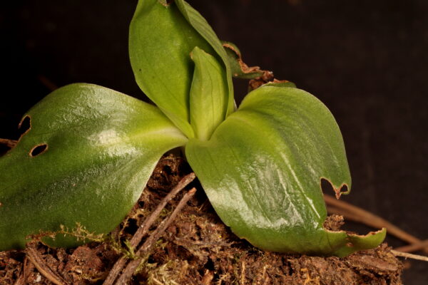 Roseta basal de Spiranthes spiralis