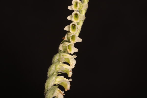Spiranthes spiralis al campus de la Universitat Autònoma de Barcelona