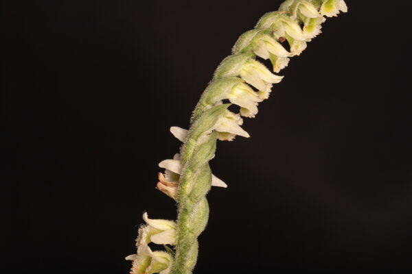 Espiga floral de Spiranthes spiralis