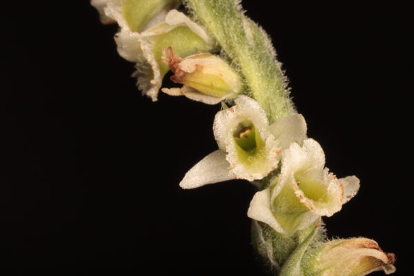 Inflorescència helicoïdal de Spiranthes spiralis