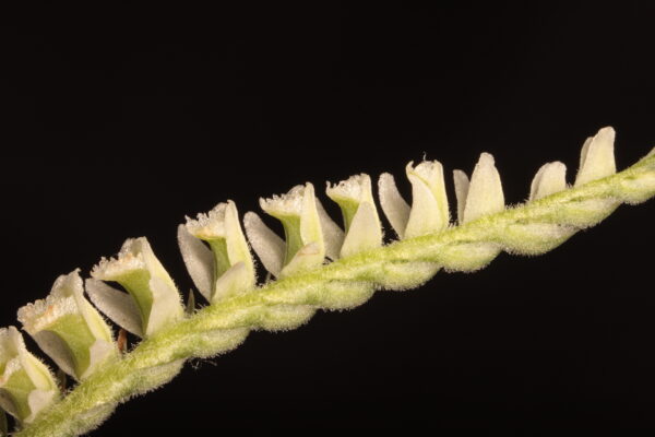 Spiranthes spiralis en una zona herbàcia del campus