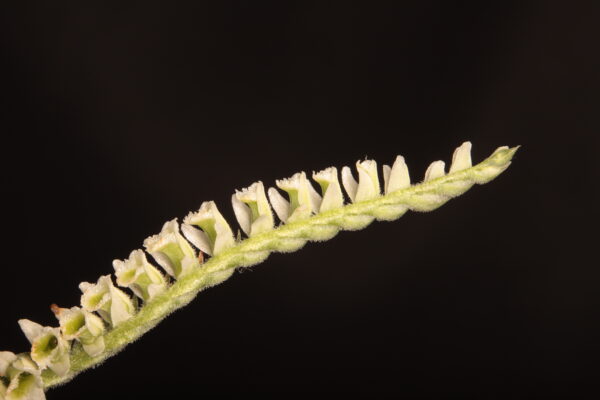 Spiranthes spiralis en flor al campus de la UAB