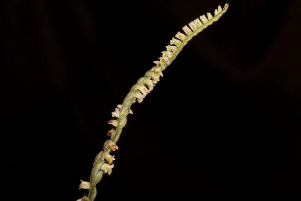 Floració de Spiranthes spiralis al campus UAB